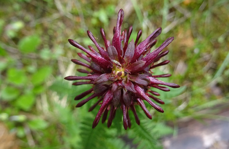 Pedicularis recutita (Orobanchaceae)